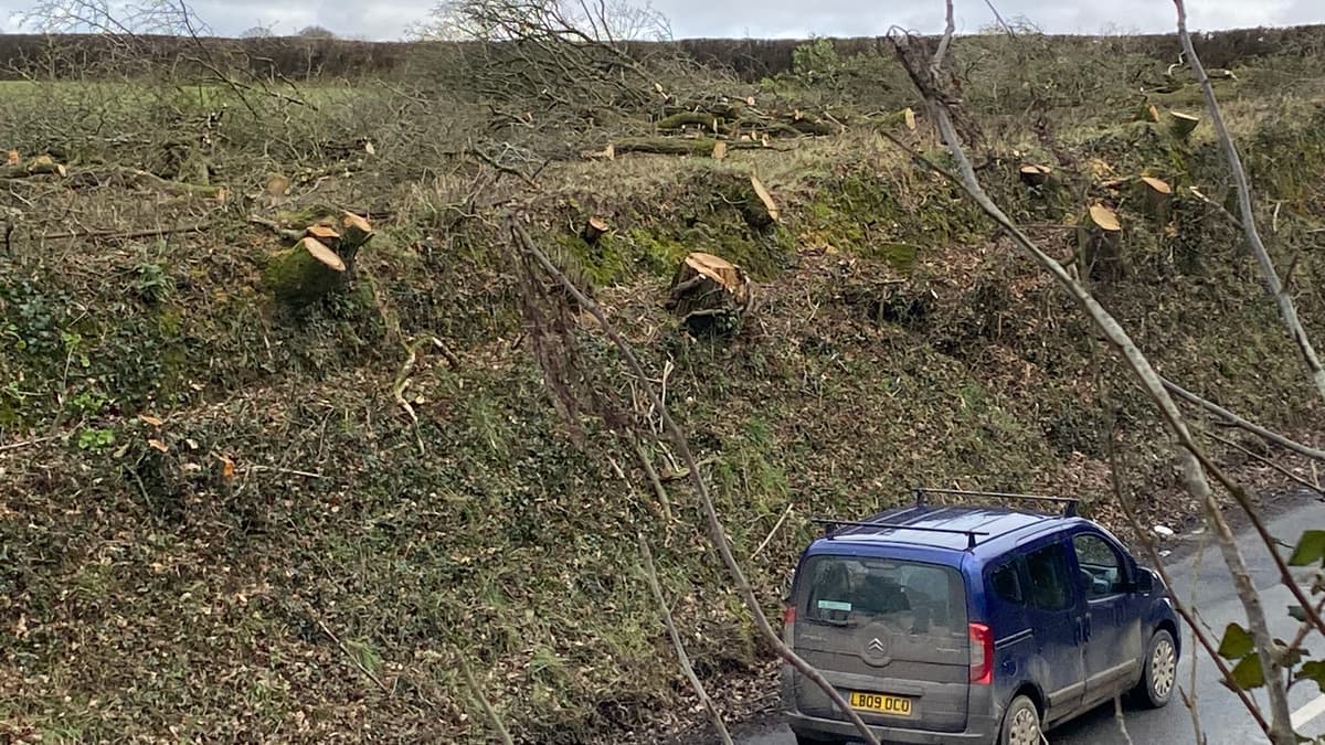 Tavistock roadside tree felling labelled savage. tavistocktoday.co.uk